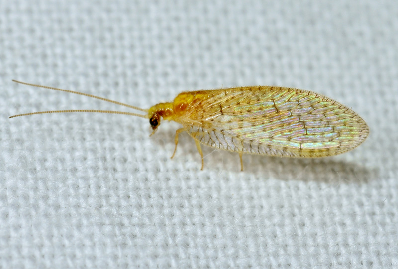 Hemerobius micans  (Hemerobiidae)